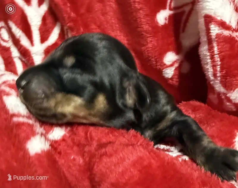 AKC SHELBY RUNT – Miniature Dachshund puppy for sale in Midland, AR