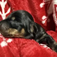 AKC SHELBY RUNT, a female Miniature Dachshund for sale in Midland, AR – 1 of 4