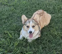 AKC Paris, a female Pembroke Welsh Corgi for sale in Midland, AR – 4 of 7