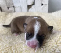 AKC🌺Posey🌺🌸🌺🌸, a female Pembroke Welsh Corgi for sale in Midland, AR – 3 of 3