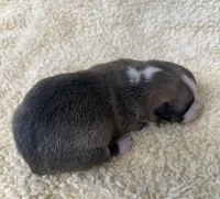 AKC Paris, a female Pembroke Welsh Corgi for sale in Midland, AR – 6 of 7