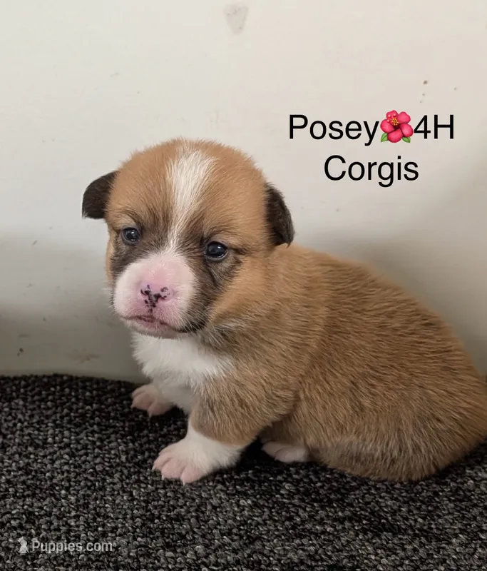 AKC🌺Posey🌺🌸🌺🌸 – Pembroke Welsh Corgi puppy for sale in Midland, AR