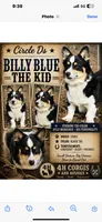 AKC Paris, a female Pembroke Welsh Corgi for sale in Midland, AR – 7 of 7