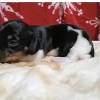 AKC WILLY, a male Miniature Dachshund for sale in Midland, AR – 3 of 5