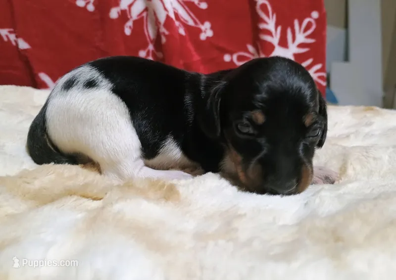 AKC WILLY – Miniature Dachshund puppy for sale in Midland, AR