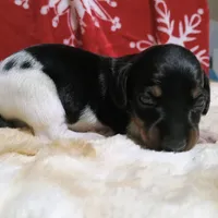 AKC WILLY, a male Miniature Dachshund for sale in Midland, AR – 1 of 5