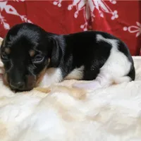 AKC WILLY, a male Miniature Dachshund for sale in Midland, AR – 4 of 5