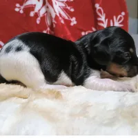 AKC WILLY, a male Miniature Dachshund for sale in Midland, AR – 2 of 5