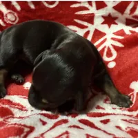 AKC ROY, a male Miniature Dachshund for sale in Midland, AR – 2 of 4