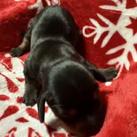 AKC ROY, a male Miniature Dachshund for sale in Midland, AR – 3 of 4