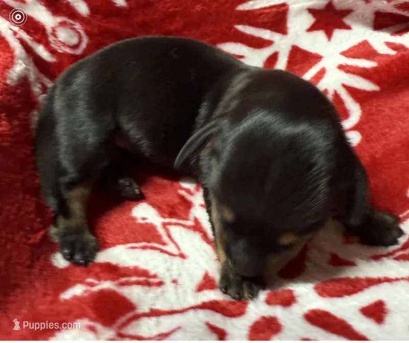 AKC ROY – Miniature Dachshund puppy for sale in Midland, AR