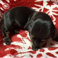 AKC ROY, a male Miniature Dachshund for sale in Midland, AR – 1 of 4