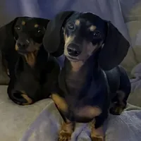 AKC ROY, a male Miniature Dachshund for sale in Midland, AR – 4 of 4