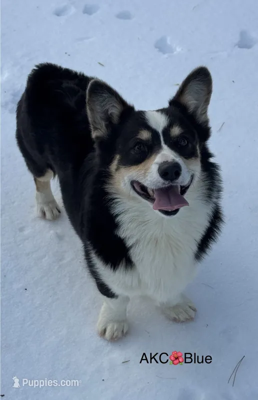 AKC Blue – Pembroke Welsh Corgi puppy for sale in Midland, AR