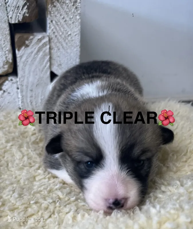 AKC Paris – Pembroke Welsh Corgi puppy for sale in Midland, AR