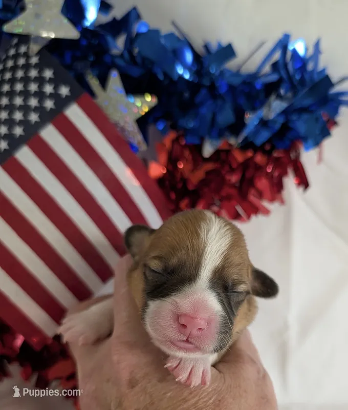 AKC🌺Posey🌺🌸🌺🌸 – Pembroke Welsh Corgi puppy for sale in Midland, AR