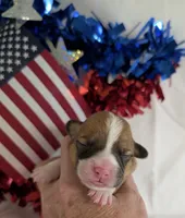 AKC🌺Posey🌺🌸🌺🌸, a female Pembroke Welsh Corgi for sale in Midland, AR – 1 of 3