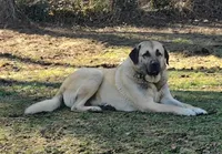 Female F, a female Kangal Dog for sale in Ellenwood, GA – Photo 9 of 10