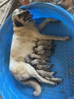 Female F, a female Kangal Dog for sale in Ellenwood, GA – Photo 10 of 10