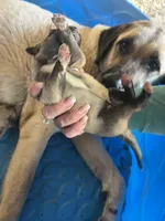 Female F, a female Kangal Dog for sale in Ellenwood, GA – Photo 5 of 10