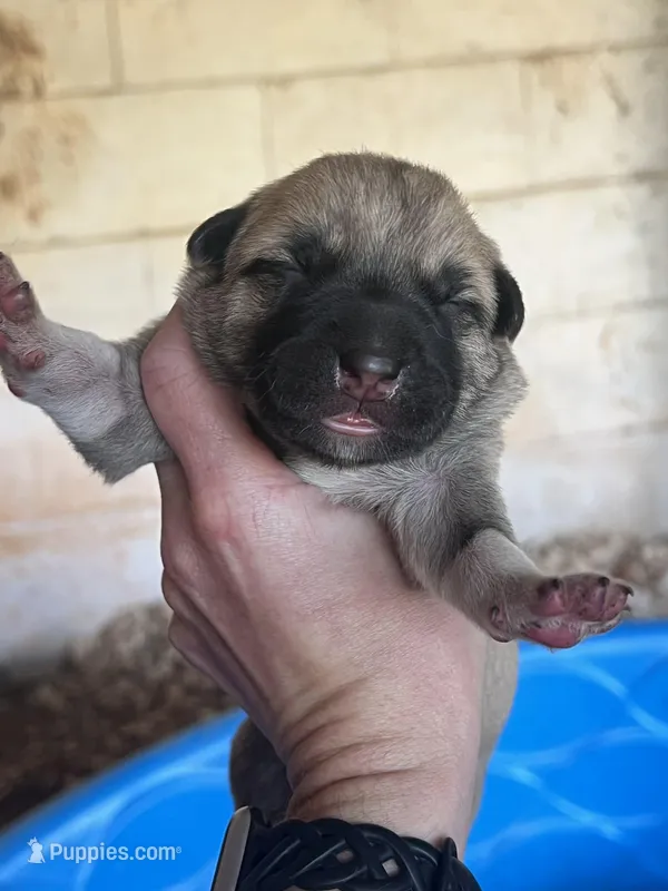 Female F – Kangal Dog puppy for sale in Ellenwood, GA