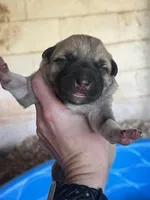 Female F, a female Kangal Dog for sale in Ellenwood, GA – Photo 1 of 10