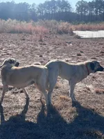 Female F, a female Kangal Dog for sale in Ellenwood, GA – Photo 7 of 10