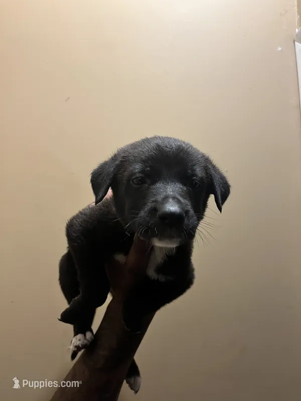 Shadow – German Shepherd Dog, American Pit Bull Terrier puppy for sale in Baltimore, MD