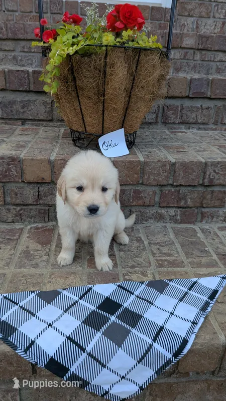 Okie, AKC – Golden Retriever puppy for sale in Hawesville, KY