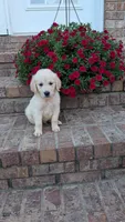 Peter, a male English Cream Golden Retriever for sale in Hawesville, KY – 2 of 4
