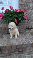 Polliana, a female English Cream Golden Retriever for sale in Hawesville, KY – 3 of 4