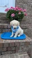 Peter AKC registrable , a male Golden Retriever for sale in Hawesville, KY – 6 of 10