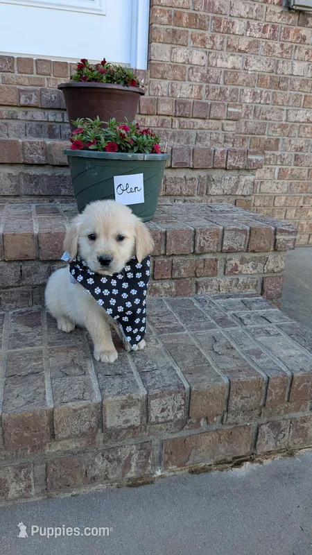 Olen, AKC – Golden Retriever puppy for sale in Hawesville, KY