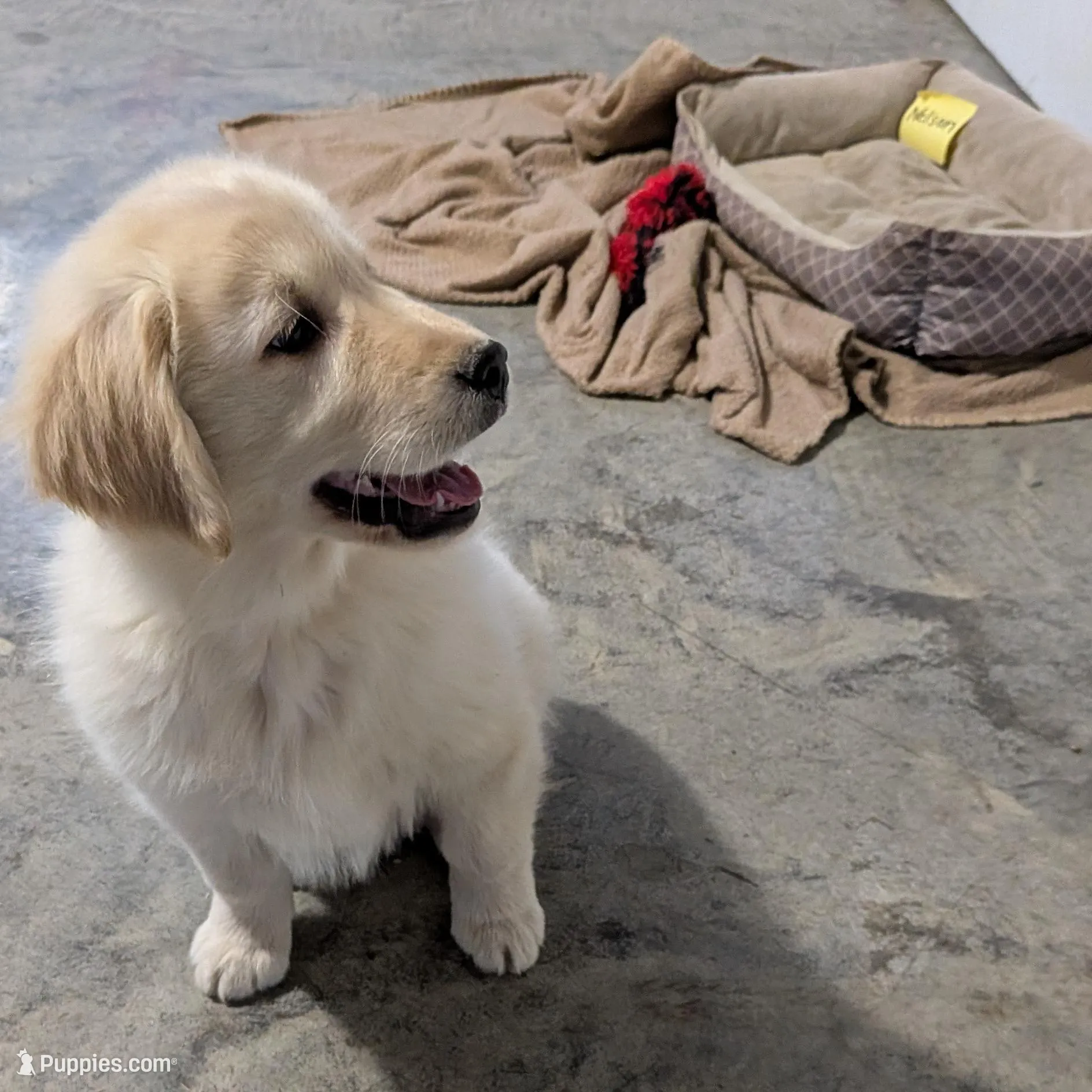 Nelson, AKC, price reduced , a male Golden Retriever for sale in Hawesville, KY – Photo 2 of 2