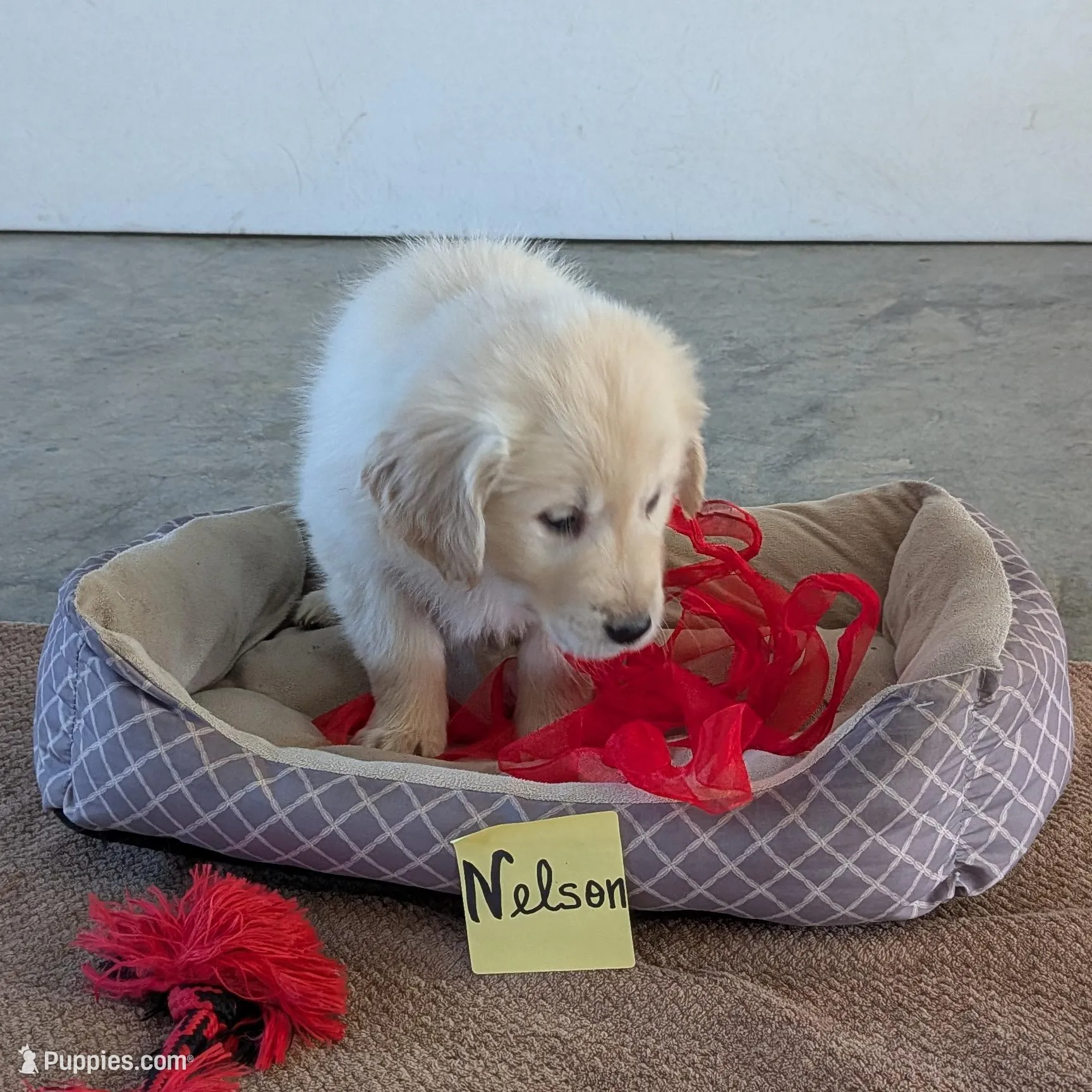 Nelson, AKC, a male Golden Retriever for sale in Hawesville, KY – Photo 2 of 2