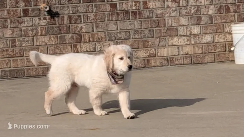Nelson, AKC, price reduced – Golden Retriever puppy for sale in Hawesville, KY