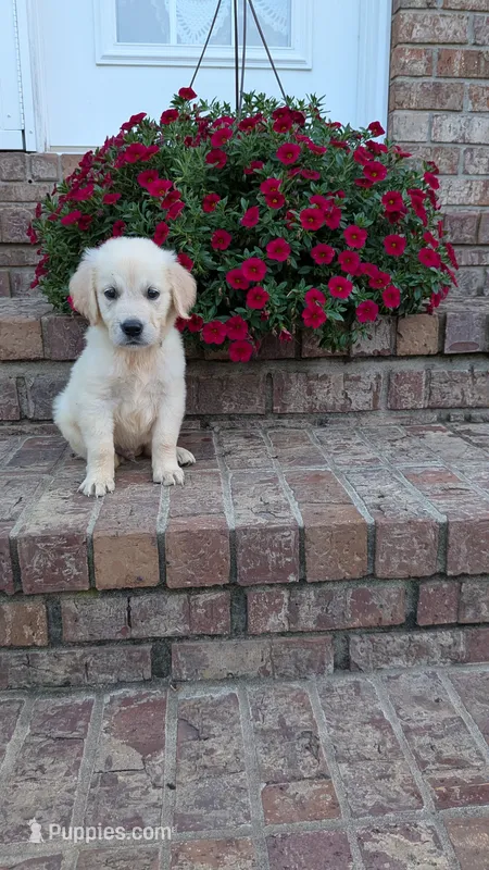 Peanut – English Cream Golden Retriever puppy for sale in Hawesville, KY
