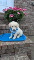 Peter AKC registrable , a male Golden Retriever for sale in Hawesville, KY – 3 of 10