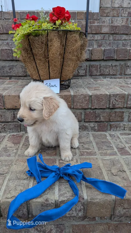 Olson, AKC – Golden Retriever puppy for sale in Hawesville, KY