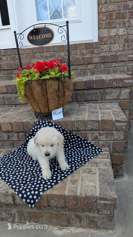 Oliver, AKC – Golden Retriever puppy for sale in Hawesville, KY