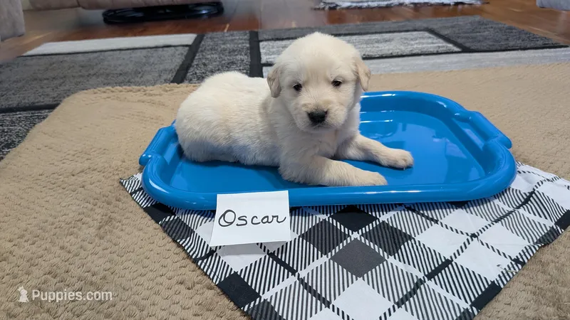 Oscar, AKC – Golden Retriever puppy for sale in Hawesville, KY