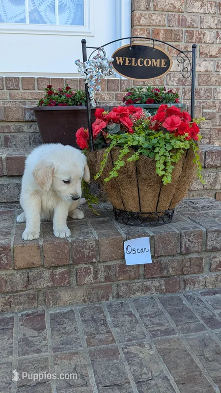 Oscar, AKC – Golden Retriever puppy for sale in Hawesville, KY