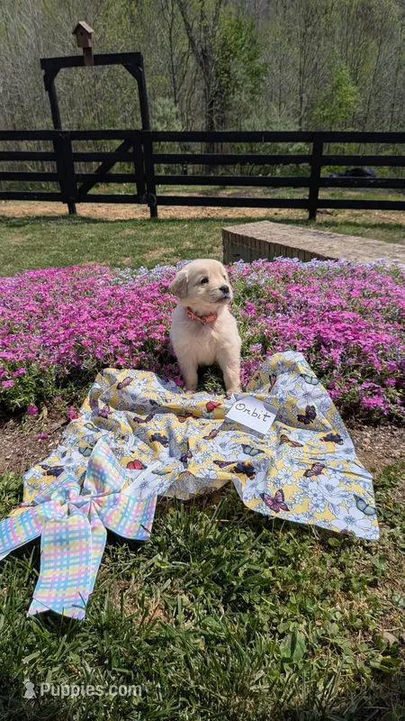 Orbit, AKC – Golden Retriever puppy for sale in Hawesville, KY