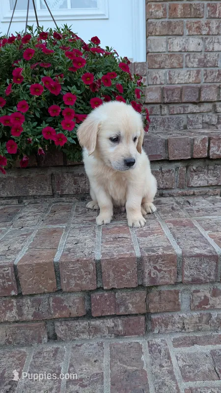 Peanut – English Cream Golden Retriever puppy for sale in Hawesville, KY