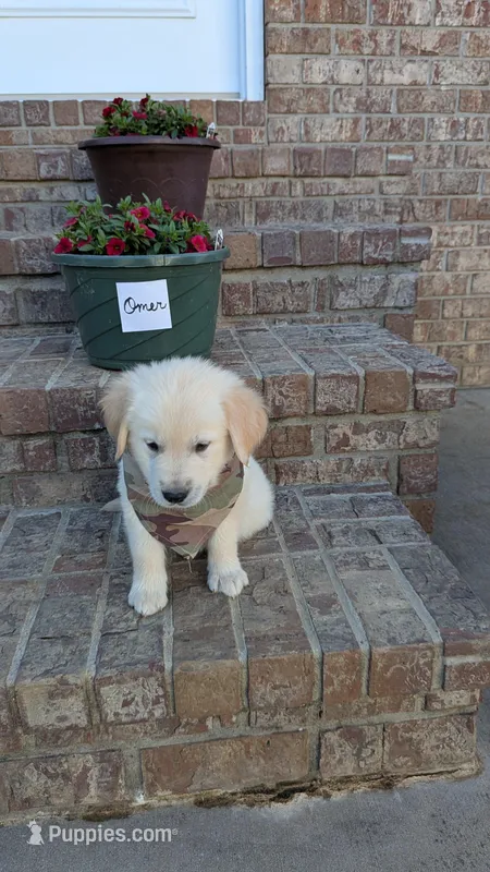 Omer, AKC – Golden Retriever puppy for sale in Hawesville, KY