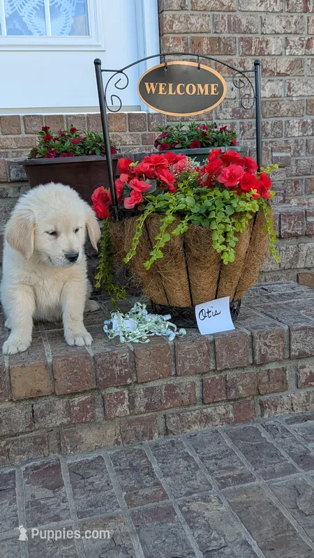 Otis, AKC – Golden Retriever puppy for sale in Hawesville, KY