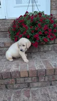 Peanut, a male Golden Retriever for sale in Hawesville, KY – 3 of 3