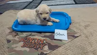 Olson, AKC, a male Golden Retriever for sale in Hawesville, KY – Photo 3 of 3