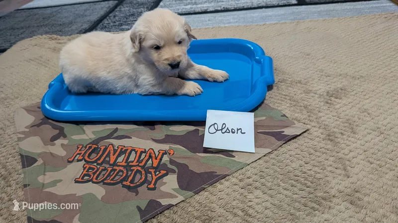 Olson, AKC – Golden Retriever puppy for sale in Hawesville, KY