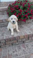 Peanut, a male Golden Retriever for sale in Hawesville, KY – 2 of 3